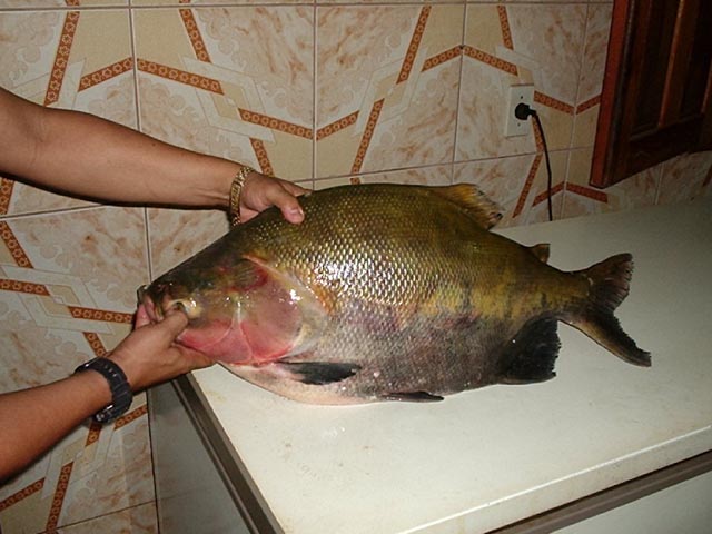 46-21g.jpg