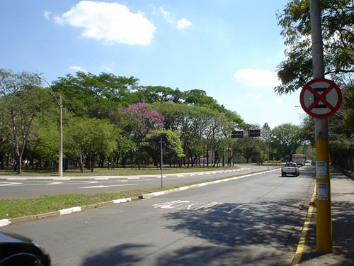 estacionar nas arvores (foto 2).jpg
